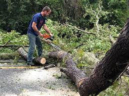 Best Tree Mulching  in Manchester, WA