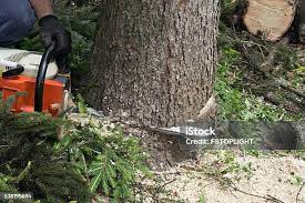 Best Arborist Consultation Services  in Manchester, WA