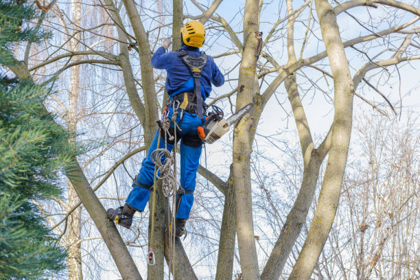 Best Tree Preservation Services  in Manchester, WA