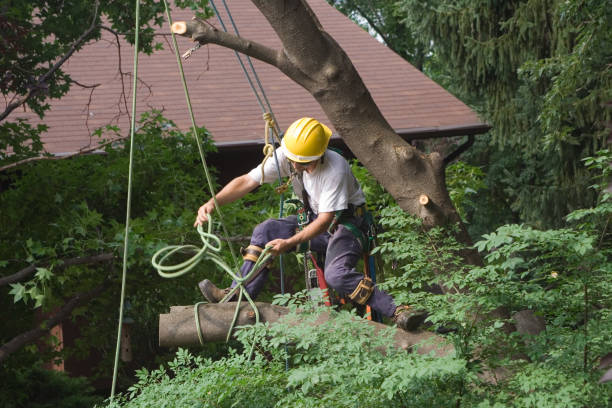 How Our Tree Care Process Works  in  Manchester, WA