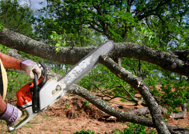 Best Tree Risk Assessment  in Manchester, WA